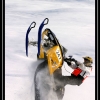 ts-pics-ak-shane-hedden-pulling-by-trennis-baer-web