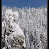 ts-pics-snow-ghost-trees-by-jim-phelan-web