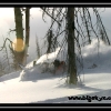 hr07-julio-eiguren-in-the-trees-by-scott-marquart-web
