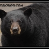 kd052-bear-wants-to-have-fun-web