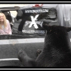 kd053-bear-leans-on-marks-truck-web