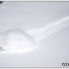 hr2010-randy-under-the-snow-web