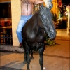 edm2011-mark-on-one-horsepower