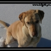 ls108-moab-the-crazy-dog