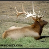 ls1555-large-bull-elk-web