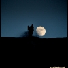 2011-randy-swenson-moon-picture-web